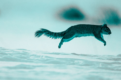 Squirrel Leap Flying Across Snow (Cyan Tone Photo)