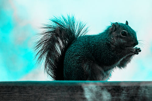 Squirrel Nibbles Breakfast Atop Concrete Skatepark (Cyan Tone)