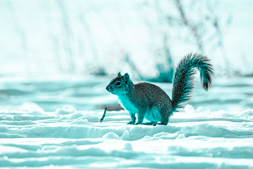 Squirrel Observing Snowy Terrain (Cyan Tone Photo)