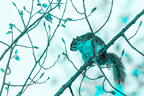 Squirrel Sits Among Sprouting Tree Branches (Cyan Tone)