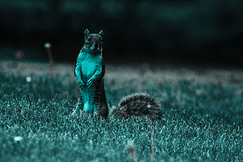 Squirrel Standing Atop Fresh Cut Grass On Hind Legs (Cyan Tone Photo)