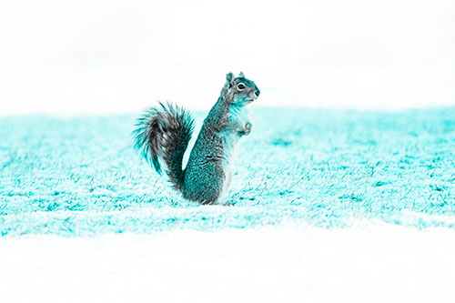 Squirrel Standing On Snowy Patch Of Grass (Cyan Tone Photo)