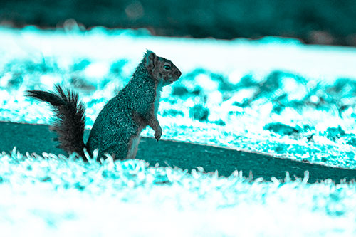 Squirrel Standing Upwards On Hind Legs (Cyan Tone Photo)