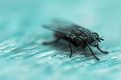 Standing Cluster Fly Resting Atop Wood (Cyan Tone)