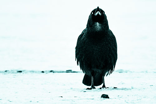Standing Crow Cawing Loudly (Cyan Tone)