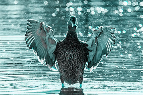 Standing Mallard Duck Flapping Wings Among Shore (Cyan Tone)