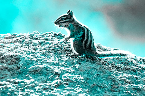 Standing Open Mouthed Chipmunk In Shock (Cyan Tone Photo)