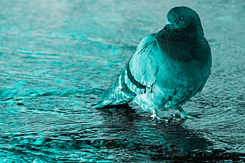 Standing Pigeon Gandering Atop River Water (Cyan Tone)