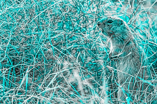 Standing Prairie Dog Snarls Towards Intruders (Cyan Tone Photo)