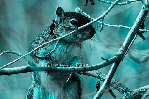 Standing Squirrel Peeking Over Tree Branch (Cyan Tone)