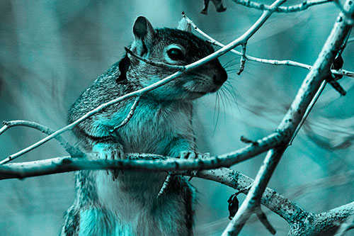 Standing Squirrel Peeking Over Tree Branch (Cyan Tone Photo)