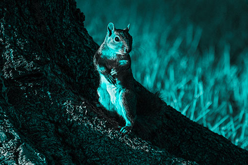 Standing Squirrel Poses Among Sloping Tree Stump (Cyan Tone)