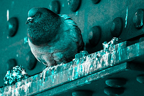 Steel Beam Perched Pigeon Keeping Watch (Cyan Tone Photo)