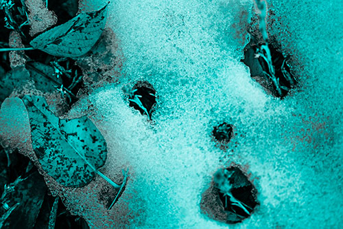 Stem Shocked Snow Face Among Fallen Leaves (Cyan Tone)