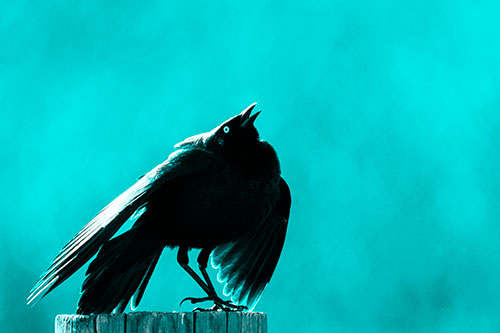 Stomping Grackle Croaking Atop Wooden Fence Post (Cyan Tone Photo)