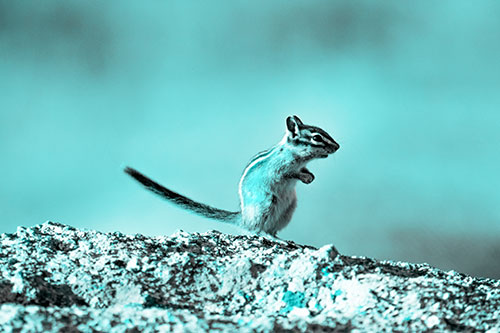 Straight Tailed Standing Chipmunk Clenching Paws (Cyan Tone Photo)