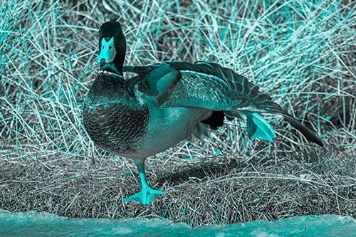 Stretching Mallard Duck Along Icy River Shoreline (Cyan Tone Photo)
