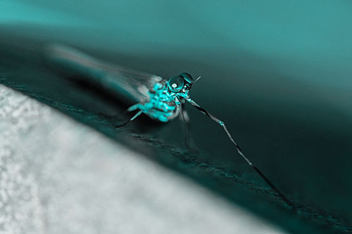 Stretching Mayfly Relaxing Among Shade (Cyan Tone)