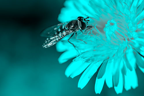 Striped Hoverfly Pollinating Flower (Cyan Tone Photo)