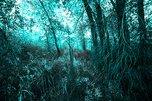 Sunlight Bursts Through Shaded Forest Trees (Cyan Tone Photo)
