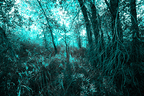 Sunlight Bursts Through Shaded Forest Trees (Cyan Tone)