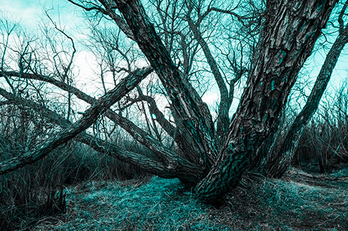 Sunlight Peeking Through Twisting Tree Trunks (Cyan Tone)