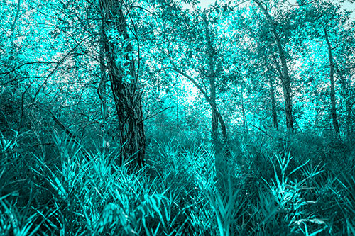 Sunrise Casts Forest Tree Shadows (Cyan Tone Photo)