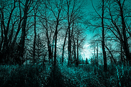 Sunrise Through Snow Covered Trees (Cyan Tone Photo)