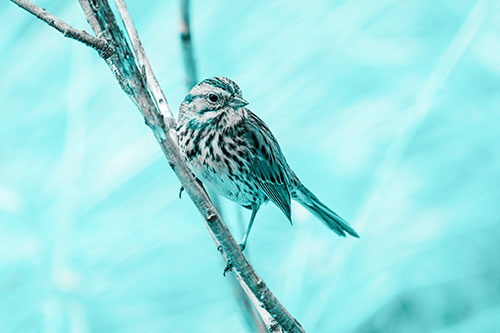 Surfing Song Sparrow Rides Tree Branch (Cyan Tone Photo)
