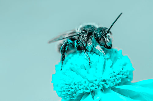 Sweat Bee Collecting Pollen Off Sneezeweed Flower (Cyan Tone)