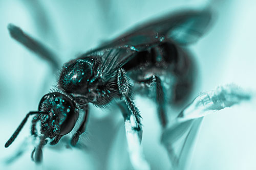 Sweat Bee Enjoying Primrose Flower Pollen (Cyan Tone)