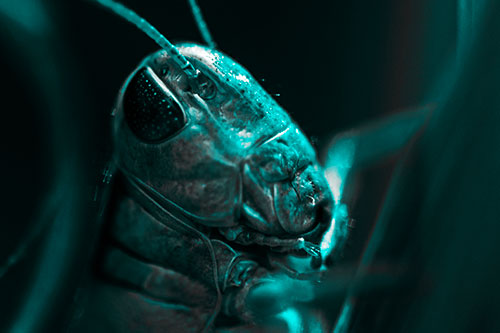 Sweaty Grasshopper Seeking Shade (Cyan Tone Photo)