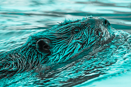Swimming Beaver Keeping Head Above Water (Cyan Tone Photo)