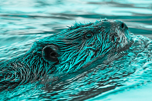 Swimming Beaver Keeping Head Above Water (Cyan Tone)