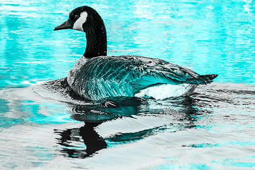 Swimming Goose Ripples Through Water (Cyan Tone Photo)