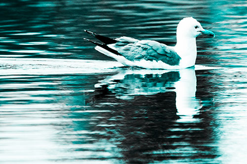 Swimming Seagull Lake Water Reflection (Cyan Tone Photo)