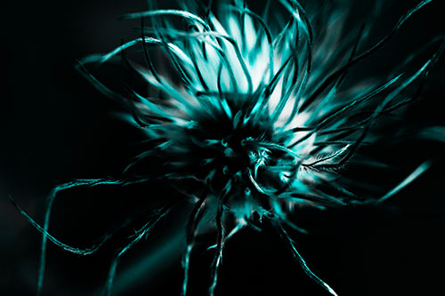 Swirling Pasque Flower Seed Head (Cyan Tone Photo)