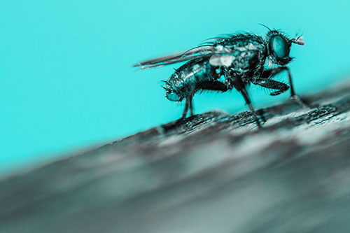 Tachinid Fly Curling Arm Among Sloping Wood (Cyan Tone)