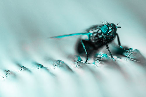 Tachinid Fly Poses Among Grooved Wood (Cyan Tone)