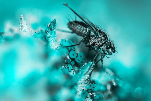 Tachinid Fly Terrorizing Aphids Among Milkweed Pod (Cyan Tone)