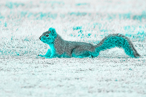 Tail Wagging Squirrel Sitting Among Dead Grass (Cyan Tone)