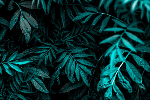 Tattered Fern Plants Emerge From Darkness (Cyan Tone)
