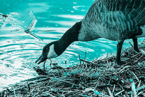 Thirsty Canadian Goose Drinking Water Along Shore (Cyan Tone)