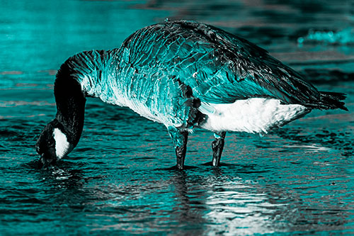 Thirsty Goose Drinking Ice River Water (Cyan Tone Photo)
