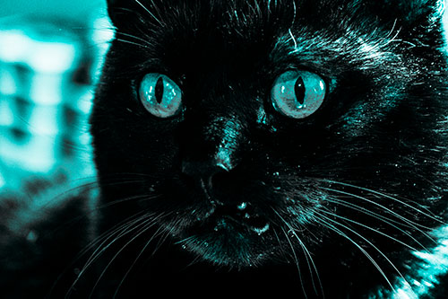 Thirsty Wide Eyed Black Cat (Cyan Tone)