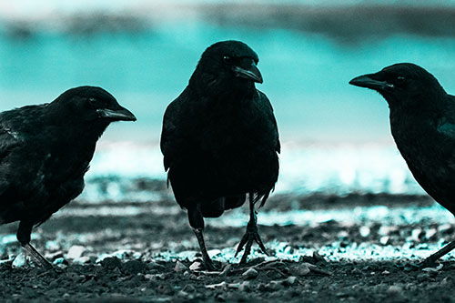 Three Crows Plotting Their Next Move (Cyan Tone Photo)