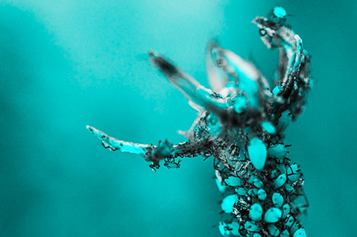 Tiny Aphids Gathered Among Milkweed Claw (Cyan Tone)