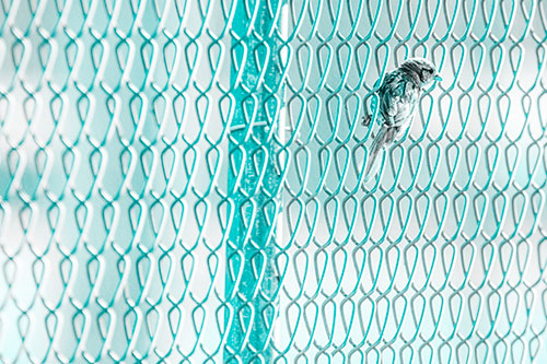Tiny Cassins Finch Bird Clasping Chain Link Fence (Cyan Tone Photo)