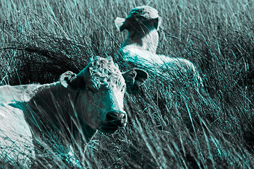 Tired Cows Lying Down Among Grass (Cyan Tone Photo)