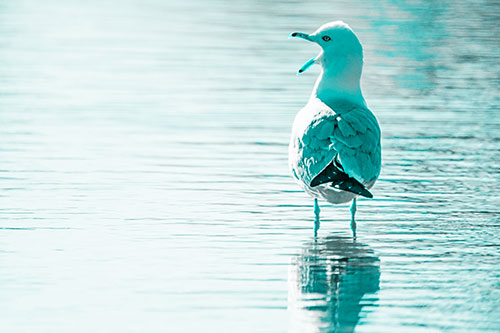 Tired Seagull Yawning Among Shallow Water (Cyan Tone)